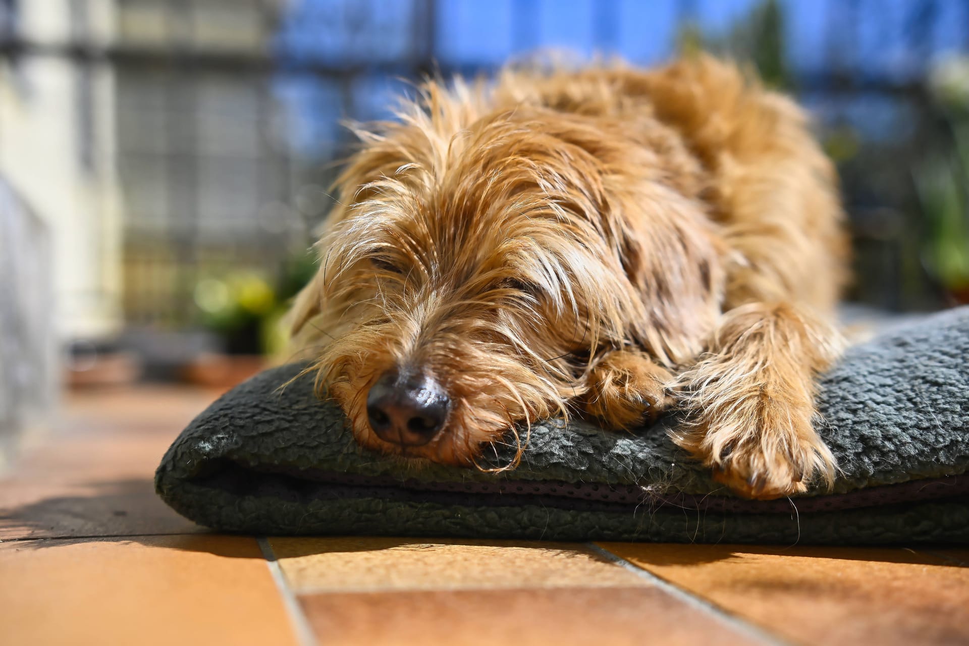 Ein Hund liegt in der Sonne (Archivbild): Das Wochenende wird sommerlich.