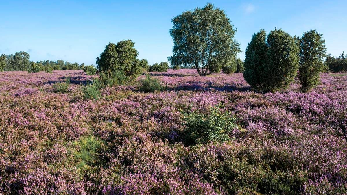 Die Lüneburger Heide (Archivbild): Von Jesteburg aus lassen sich Ausflüge in die Umgebung unternehmen – besonders im Frühling, wenn die Landschaft an die Provence erinnert. Die Lüneburger Heide (Archivbild): Von Jesteburg aus lassen sich Ausflüge in die Umgebung unternehmen – besonders im Frühling, wenn die Landschaft an die Provence erinnert.