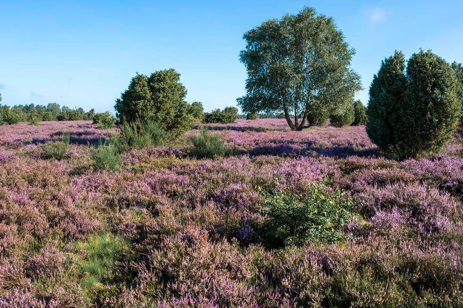 Die Lüneburger Heide (Archivbild): Von Jesteburg aus lassen sich Ausflüge in die Umgebung unternehmen – besonders im Frühling, wenn die Landschaft an die Provence erinnert.