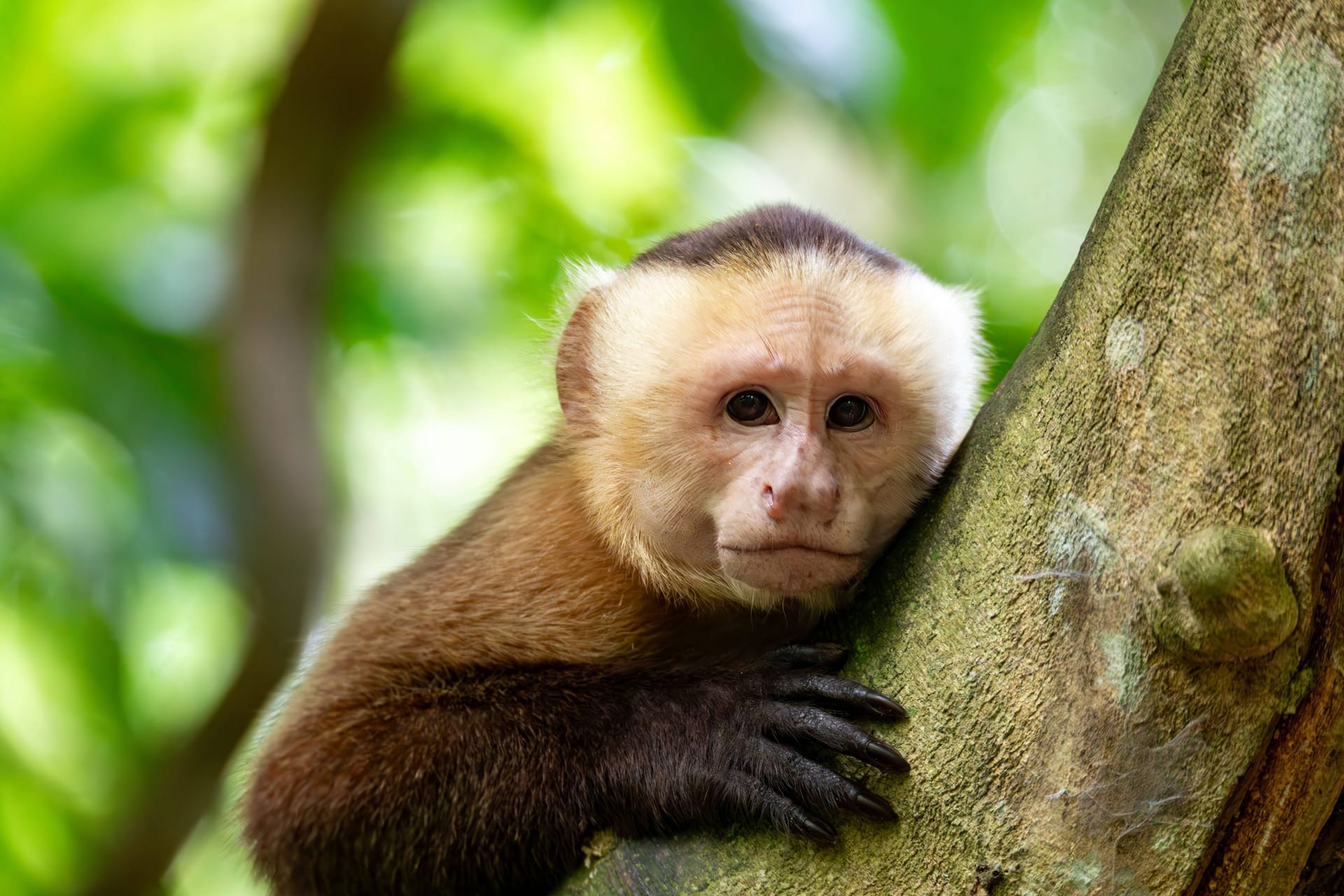 Ein Kapuzineraffe auf einem Baum (Archivbild): Forschern sind die Tiere durch eine tödliche Marotte aufgefallen.