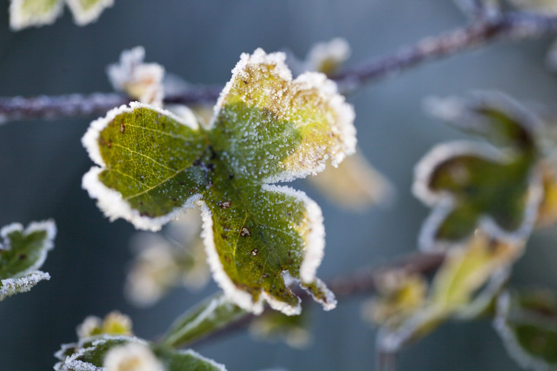 Raureif auf einem Blatt (Symbolfoto): Die Tage werden frühsommerlich warm, in den Nächten hingegen wird Frost erwartet.