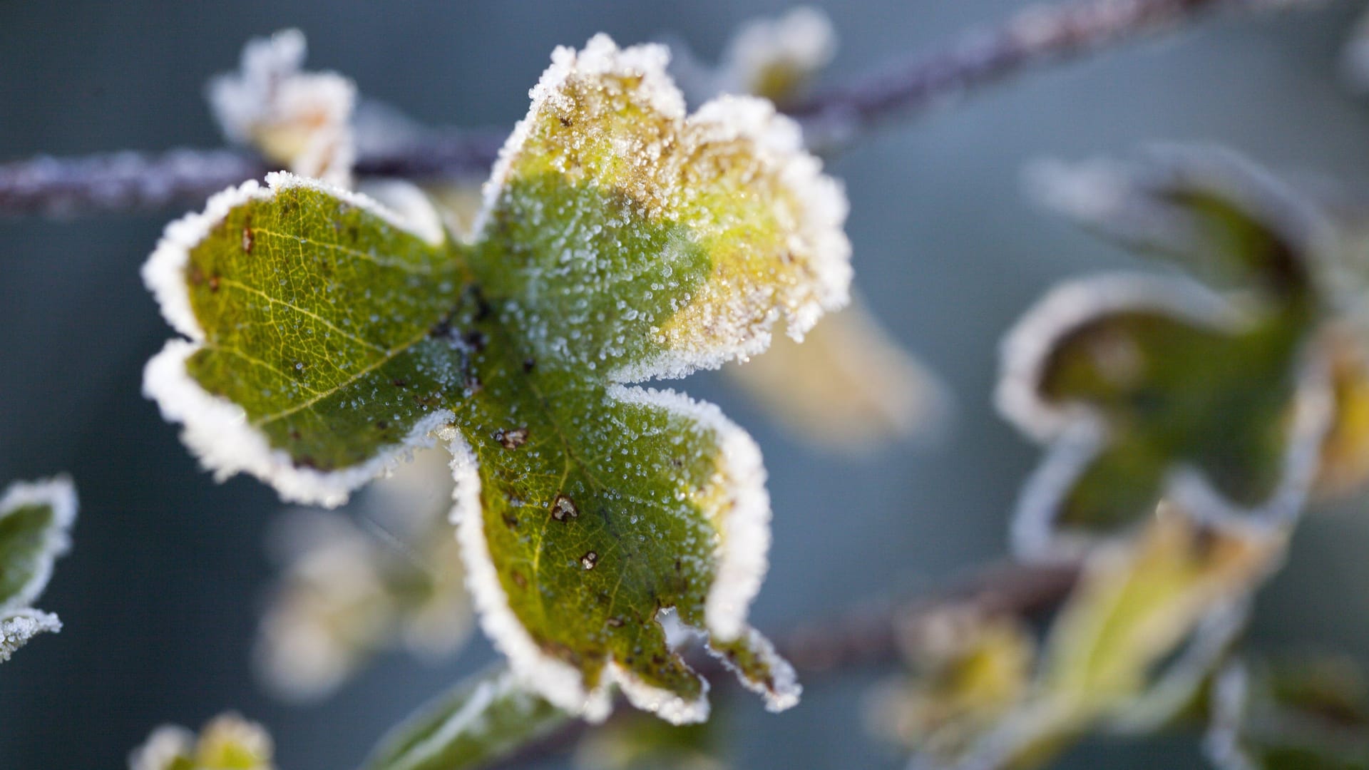 Raureif auf einem Blatt (Symbolfoto): Die Tage werden frühsommerlich warm, in den Nächten hingegen wird Frost erwartet. Raureif auf einem Blatt (Symbolfoto): Die Tage werden frühsommerlich warm, in den Nächten hingegen wird Frost erwartet.