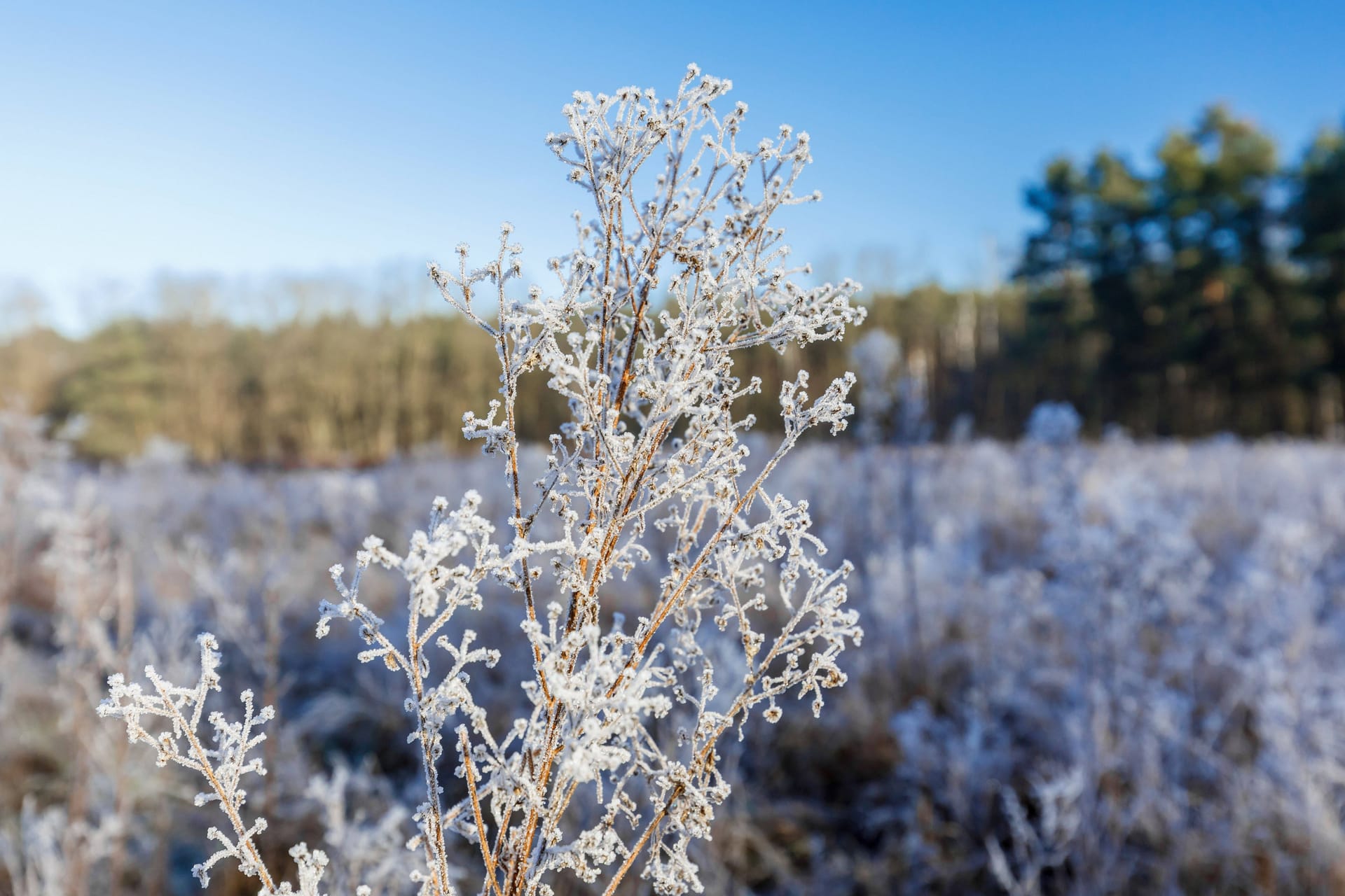 Winterliches Wetter in Brandenburg (Archivbild): In der Nacht sinken die Temperaturen vielerorts unter den Gefrierpunkt.