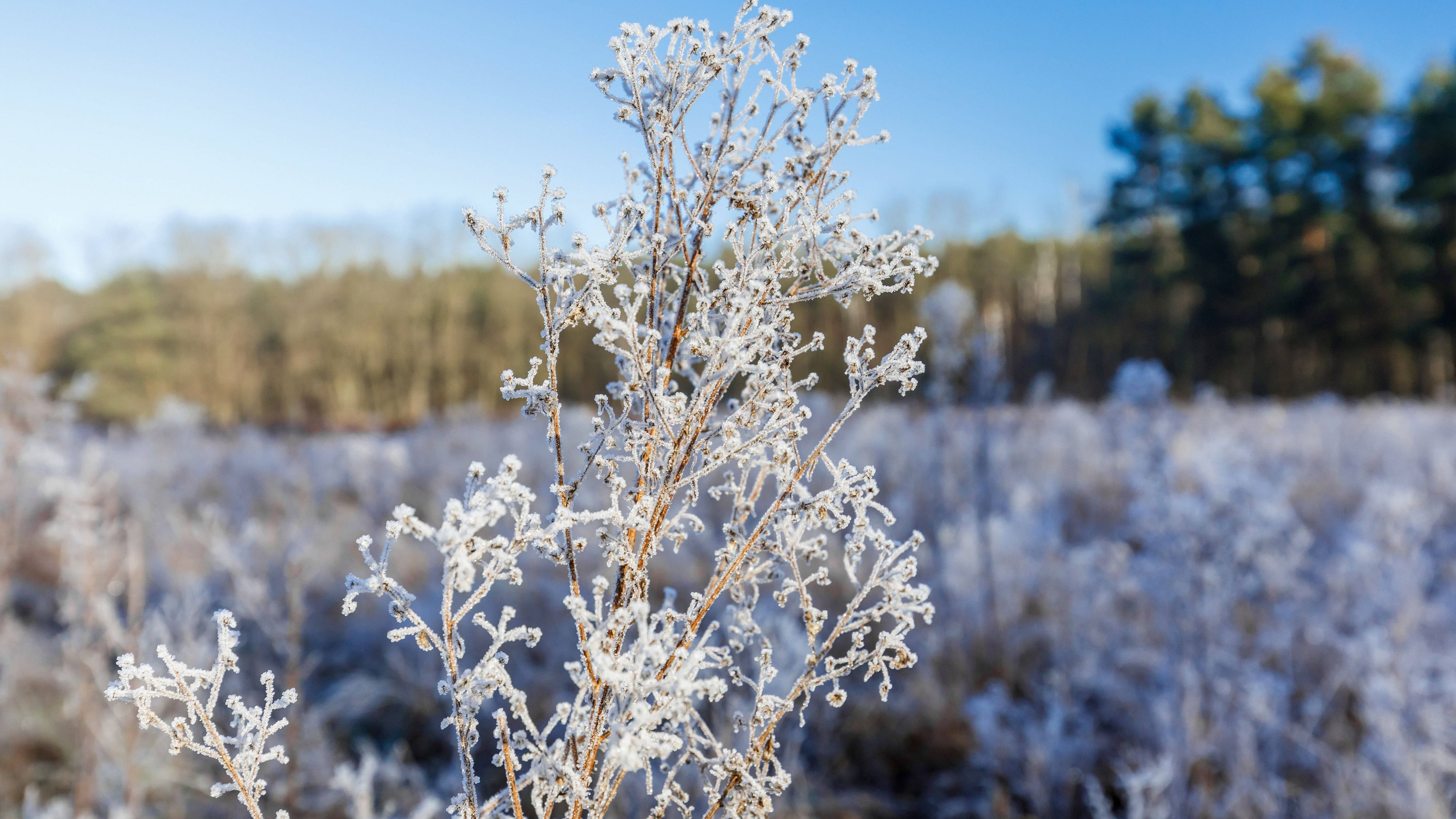 Winterliches Wetter in Brandenburg (Archivbild): In der Nacht sinken die Temperaturen vielerorts unter den Gefrierpunkt.