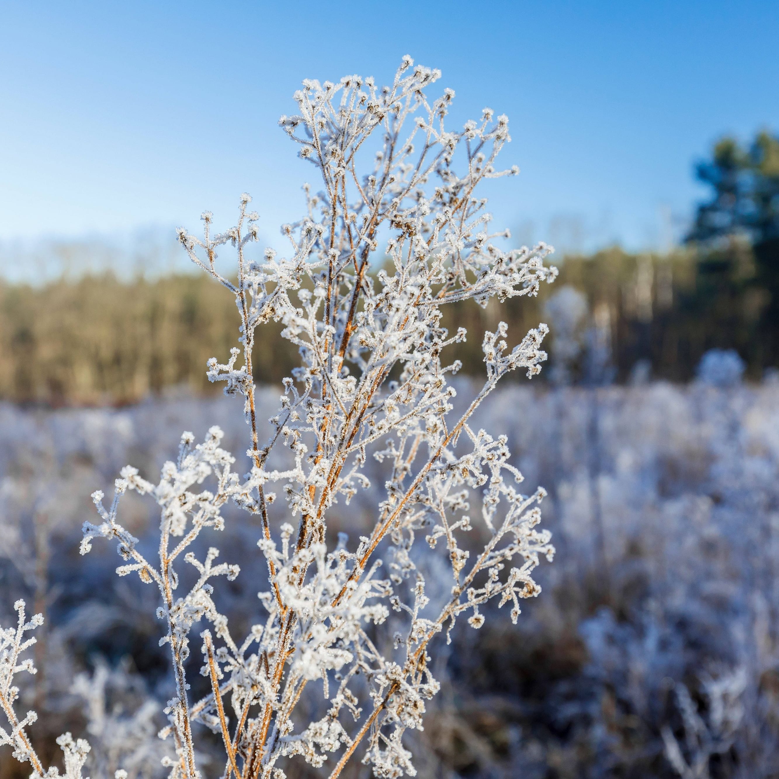 Winterliches Wetter in Brandenburg (Archivbild): In der Nacht sinken die Temperaturen vielerorts unter den Gefrierpunkt.
