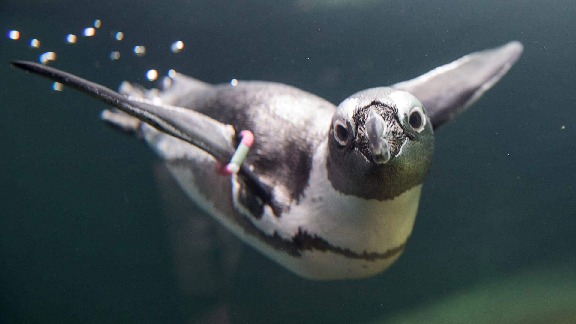 Brillenpinguin im Wasser (Archivbild): Die bedrohte Art ist in ihr frisch gereinigtes Gehege zurückgekehrt.