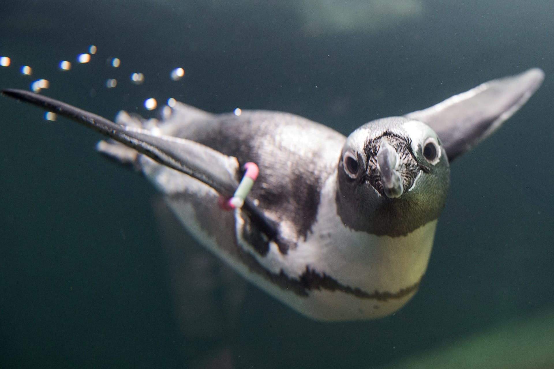 Brillenpinguin im Wasser (Archivbild): Die bedrohte Art ist in ihr frisch gereinigtes Gehege zurückgekehrt.