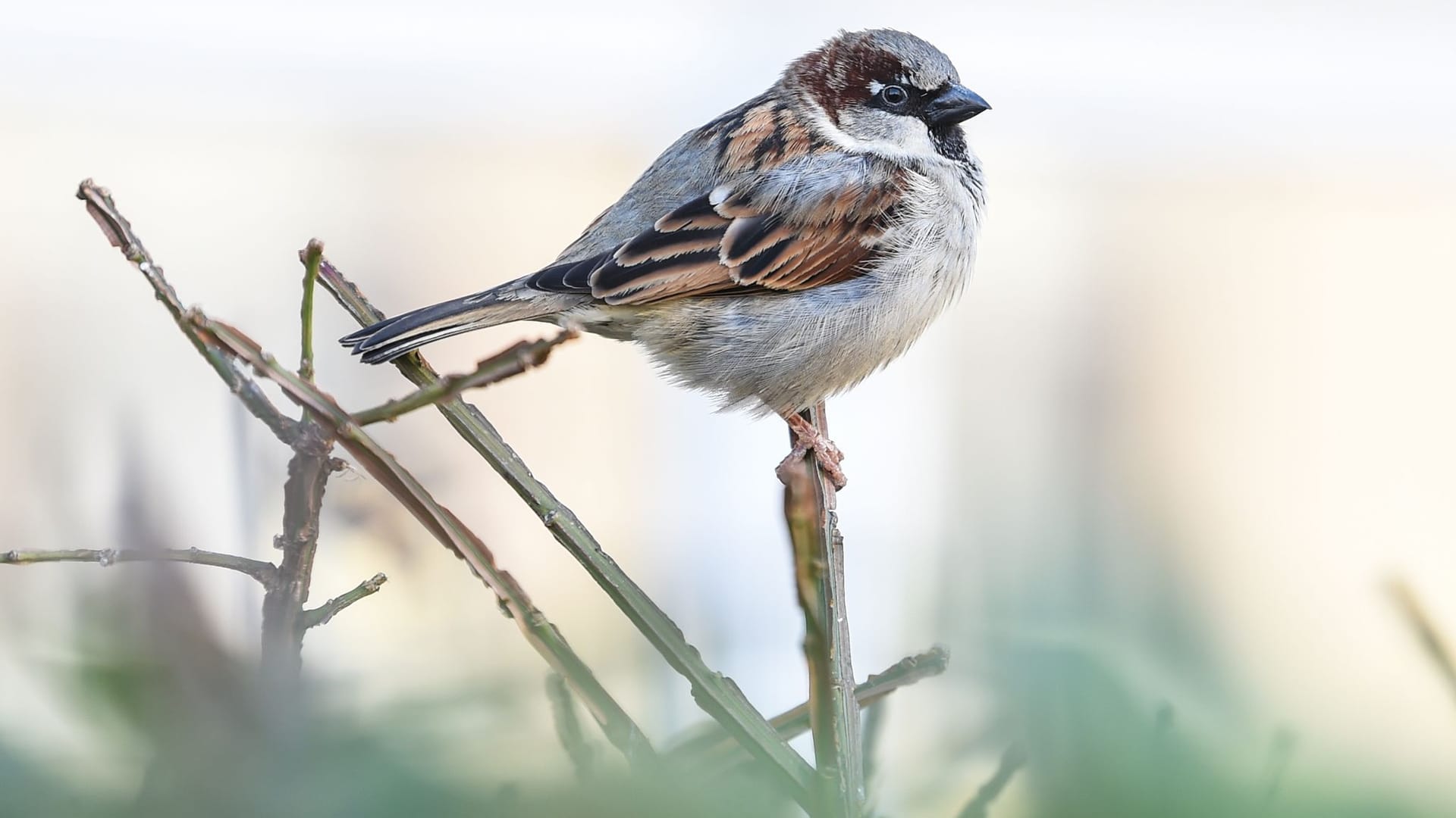 Spatz Spatz