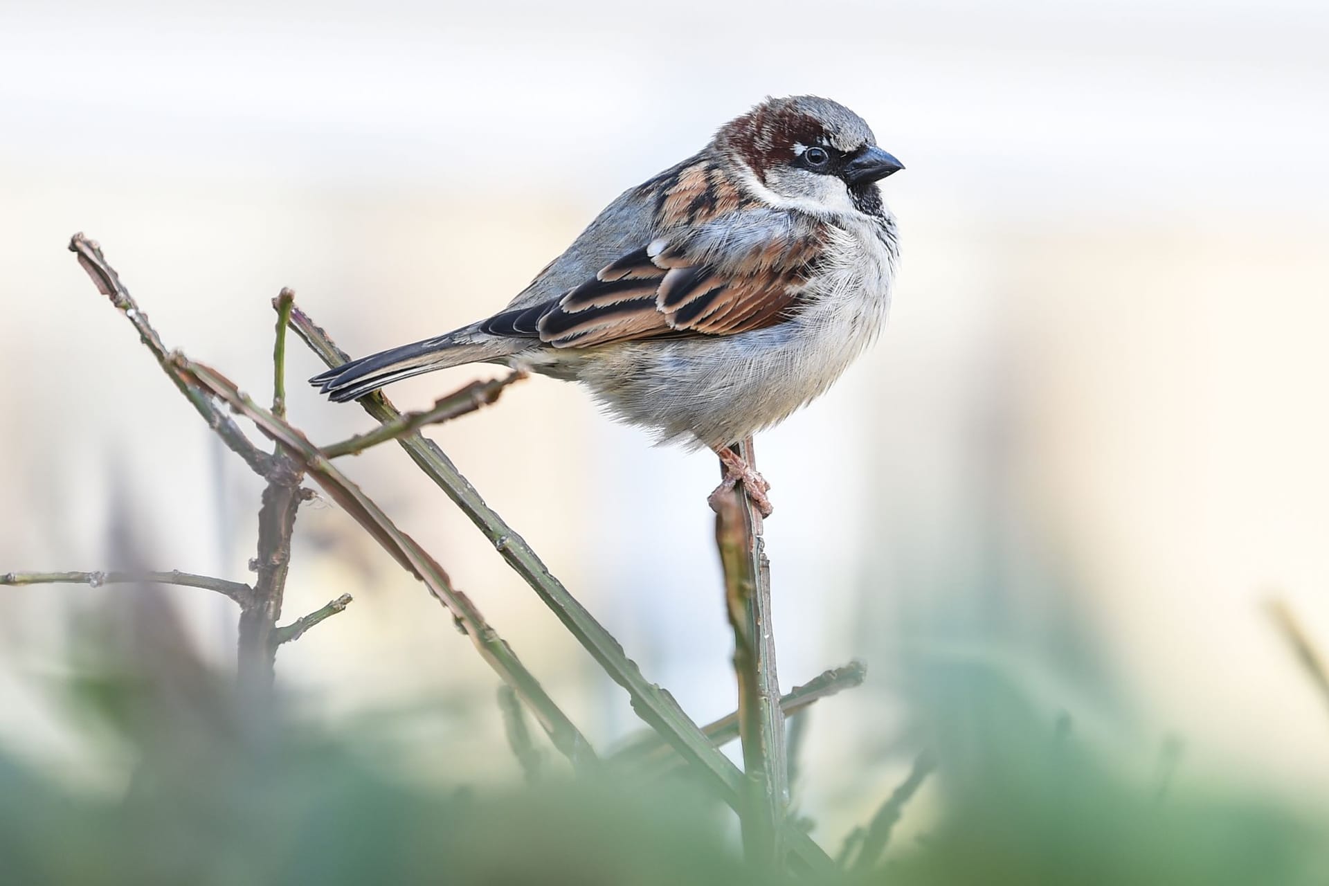 Spatz