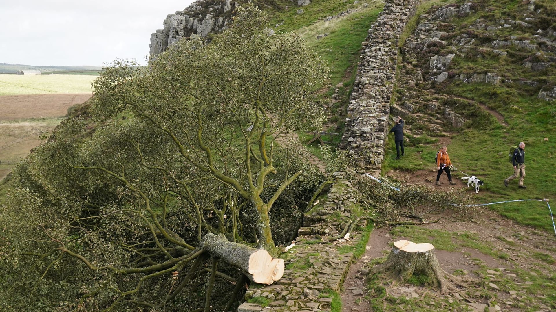 Prozess wegen Baumfällung in Sycamore Gap Prozess wegen Baumfällung in Sycamore Gap