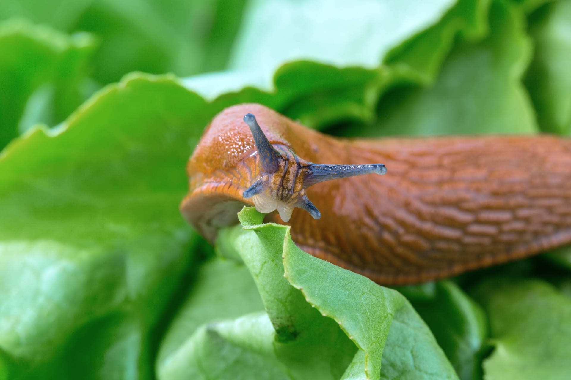 imago 62623942