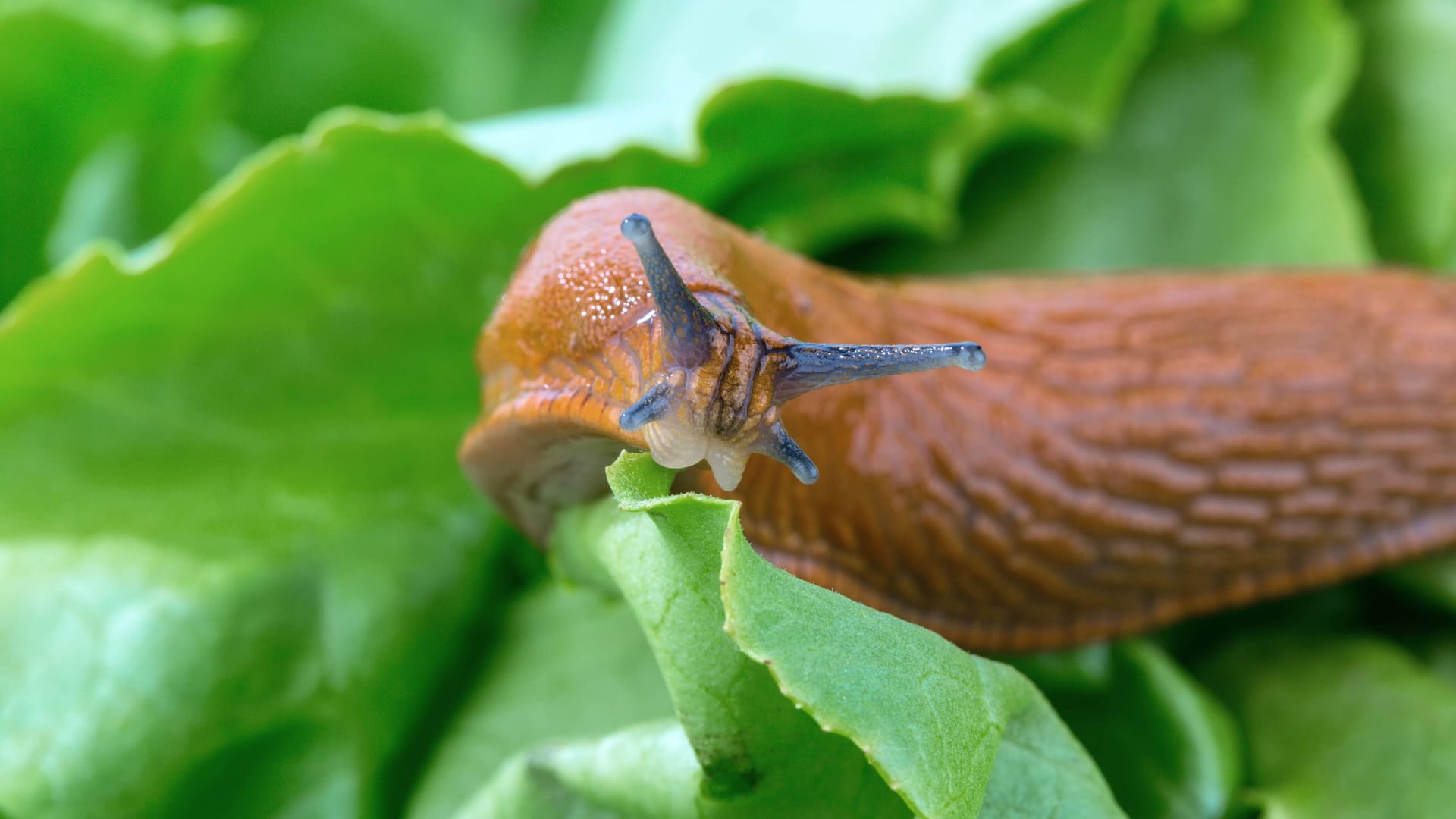 imago 62623942