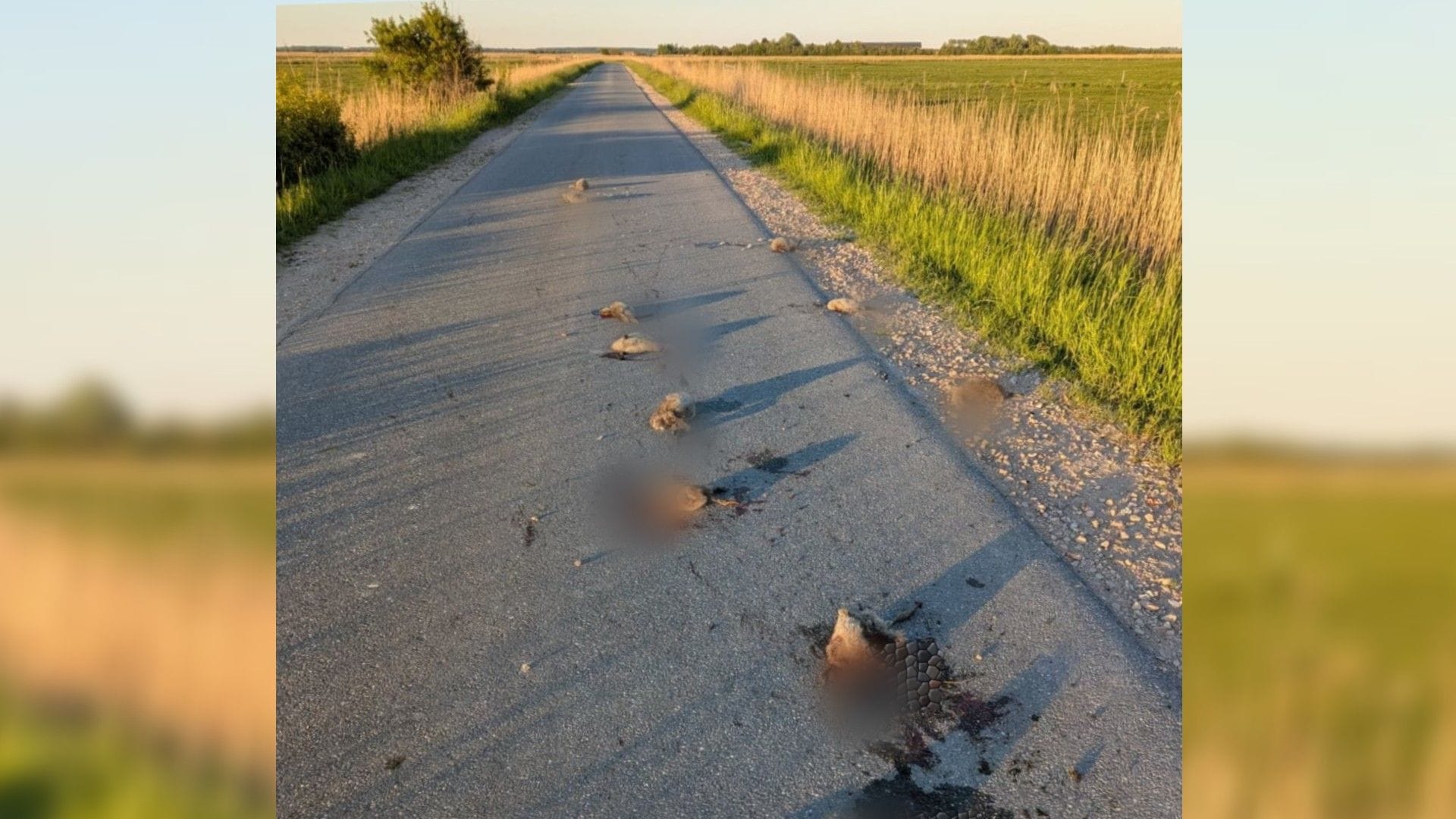 Die getöteten Jungtiere: Das Alttier lag ebenfalls tot auf dem Feld.
