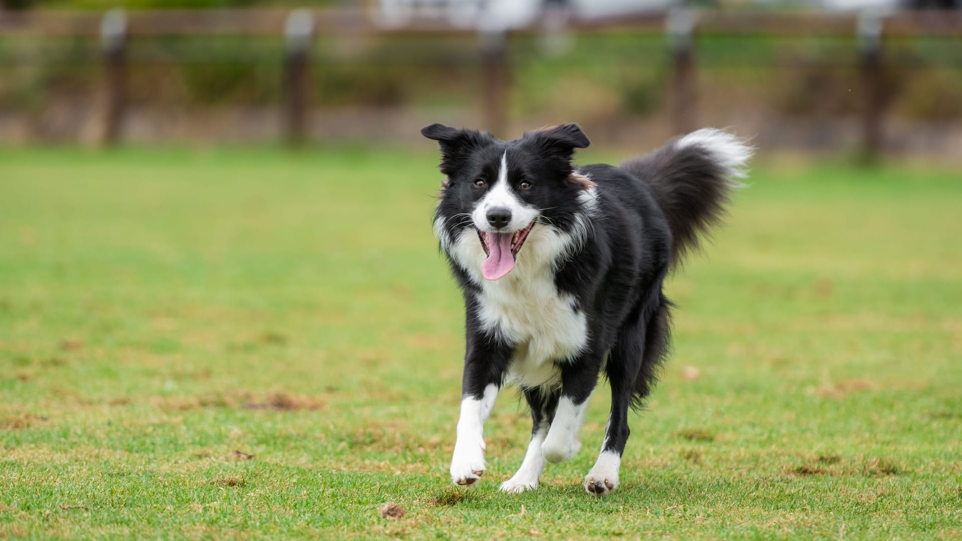 Portrait of a Border Collie running in the dog park Portrait of a Border Collie running in the dog park