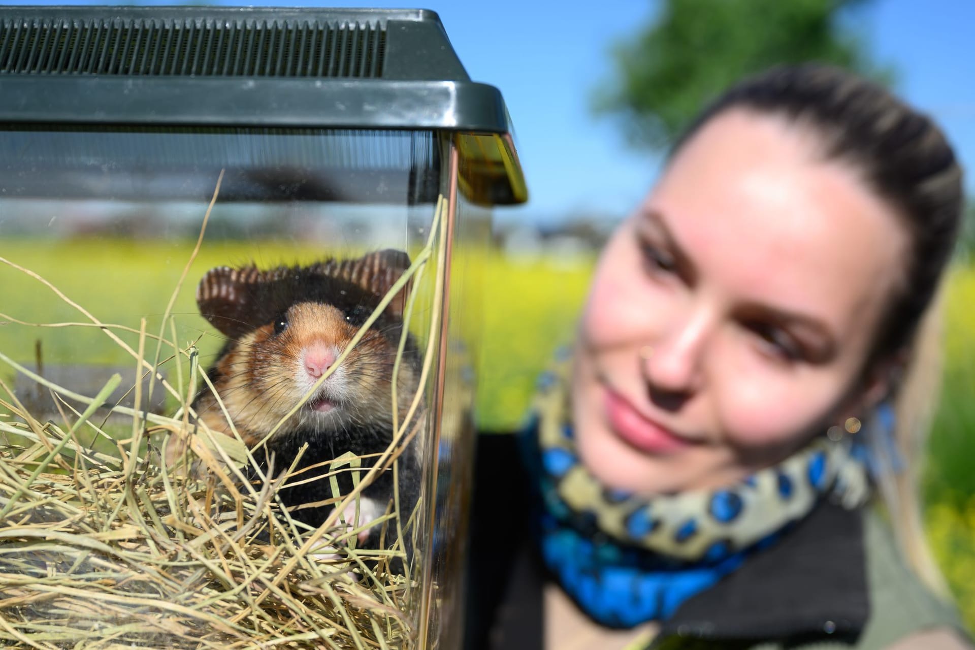 Zoo Leipzig weitet Projekt zur Auswilderung von Hamstern aus