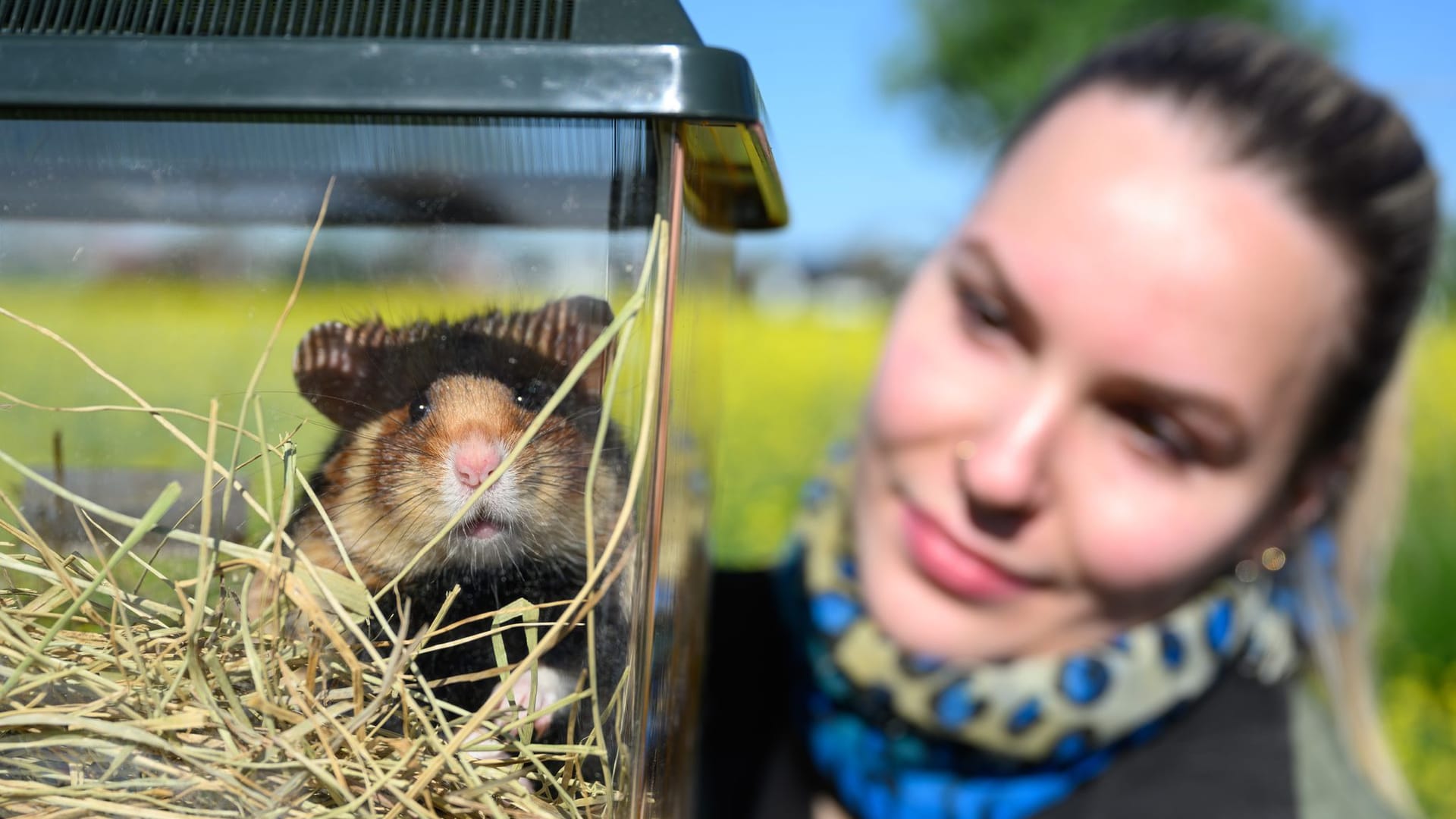 Zoo Leipzig weitet Projekt zur Auswilderung von Hamstern aus Zoo Leipzig weitet Projekt zur Auswilderung von Hamstern aus