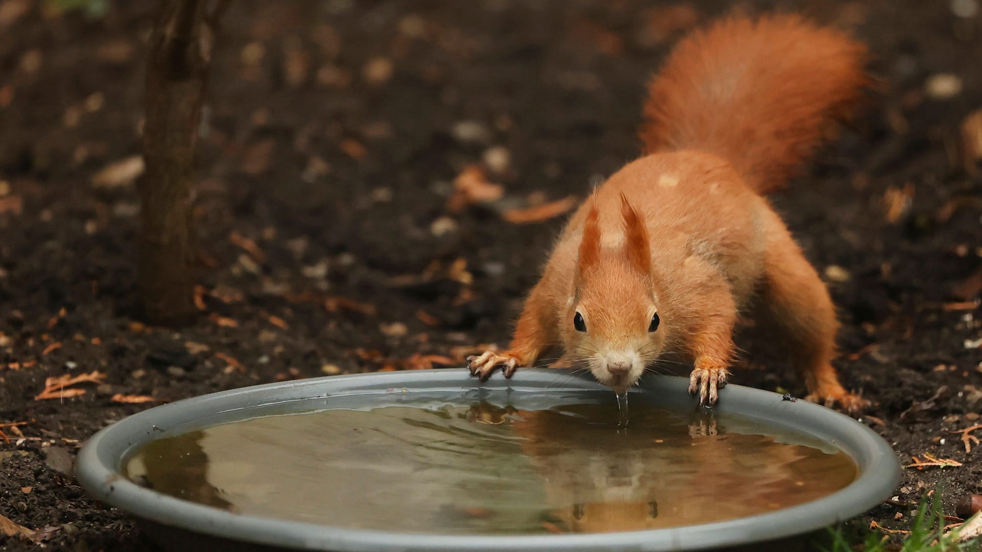 Ein Eichhörnchen trinkt aus einer Wasserschale (Archivbild): Wichtig ist, dass diese nicht zu tief sind – sonst drohen die Tiere beim Hereinfallen zu ertrinken.