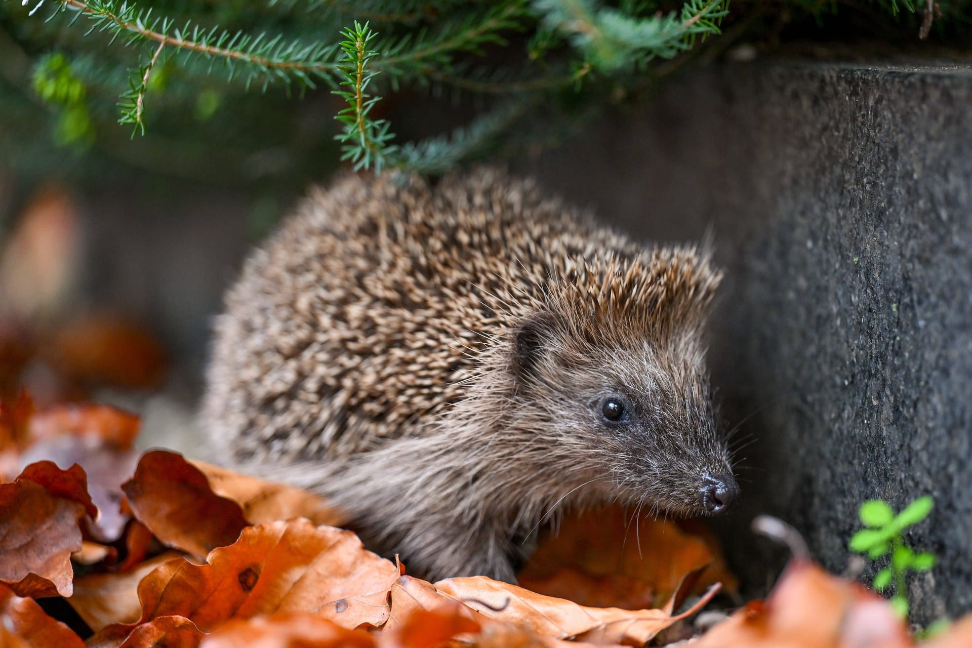 Ein Igel (Archivbild): Für das Tier gibt es viele Gefahren.