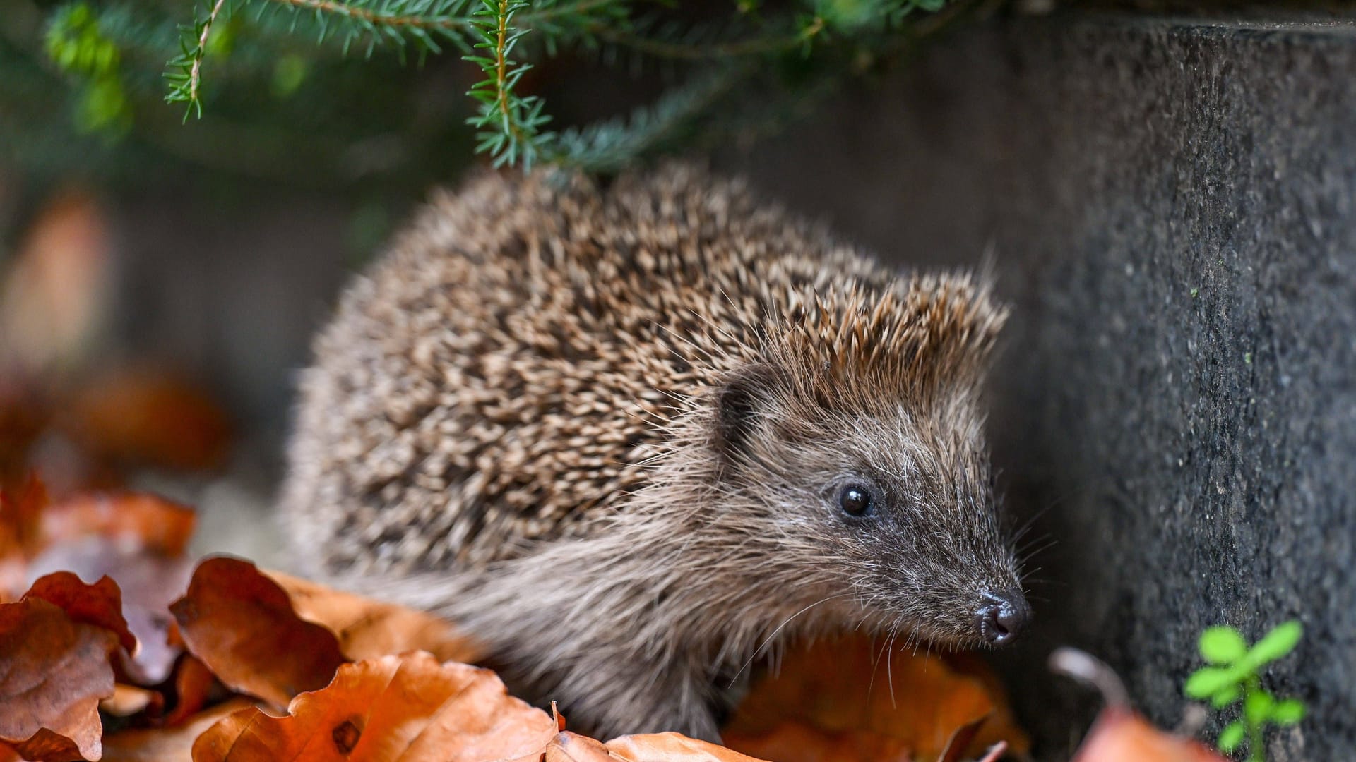 Ein Igel (Archivbild): Für das Tier gibt es viele Gefahren.