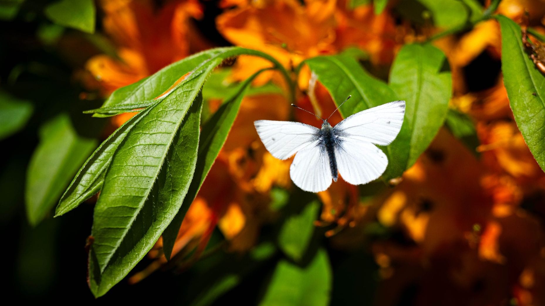 Ein Schmetterling sitzt in den Blüten der Rhododendren im Bremer Rhododendron-Park.