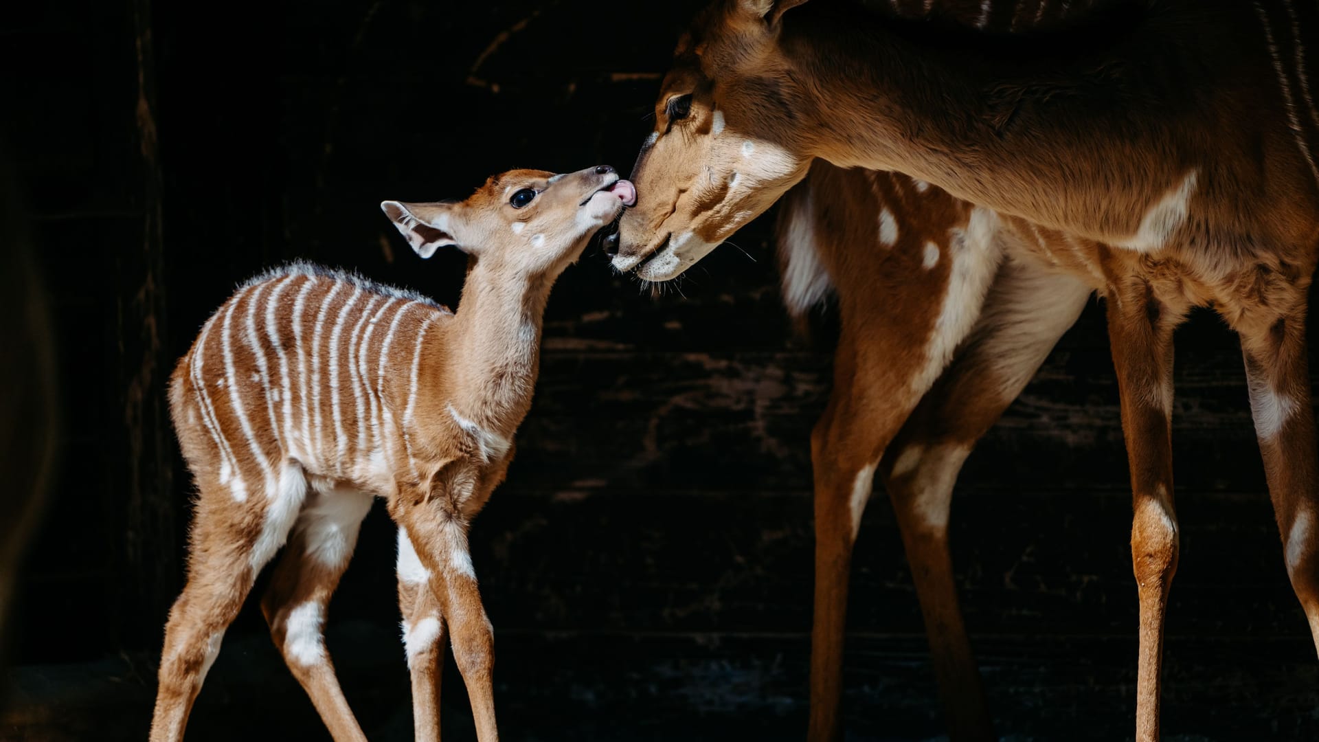 Auffällig gefärbt ist das Fell der Nyala-Antilopen: In ihrem Herkunfsland Afrika sind die Tiere damit gut getarnt.