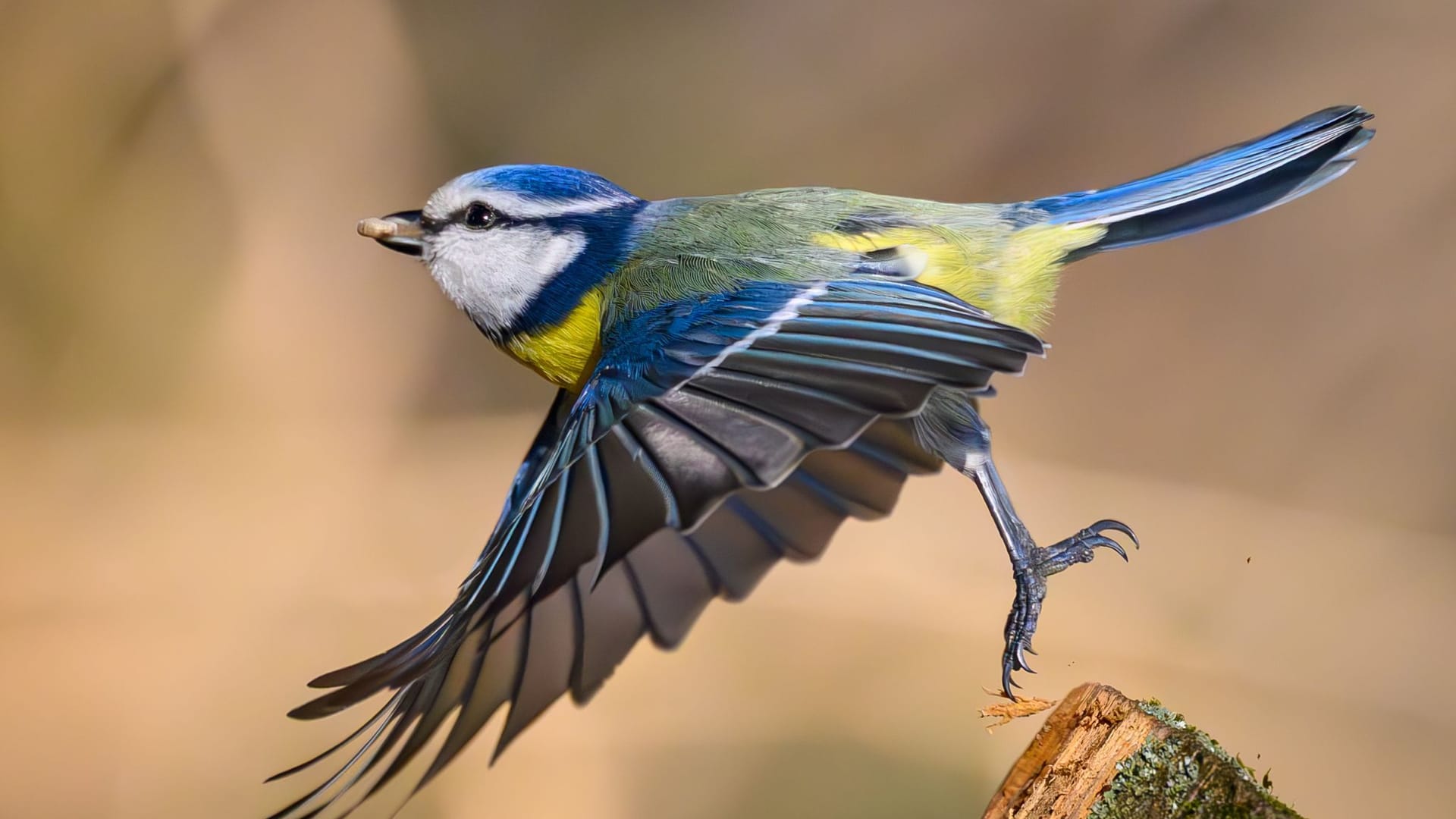 Vogelbeobachtung im Wald Vogelbeobachtung im Wald
