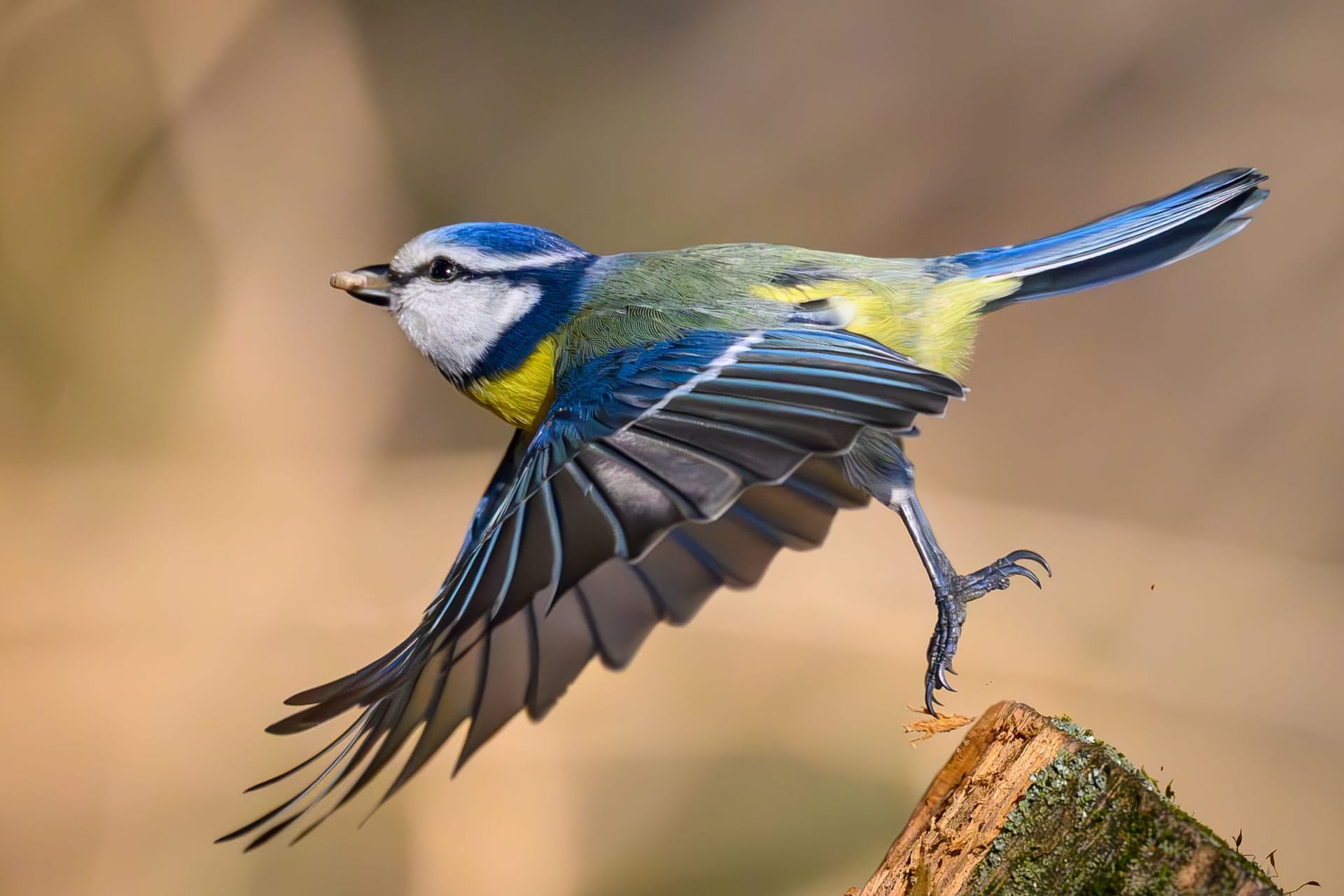 Vogelbeobachtung im Wald Vogelbeobachtung im Wald