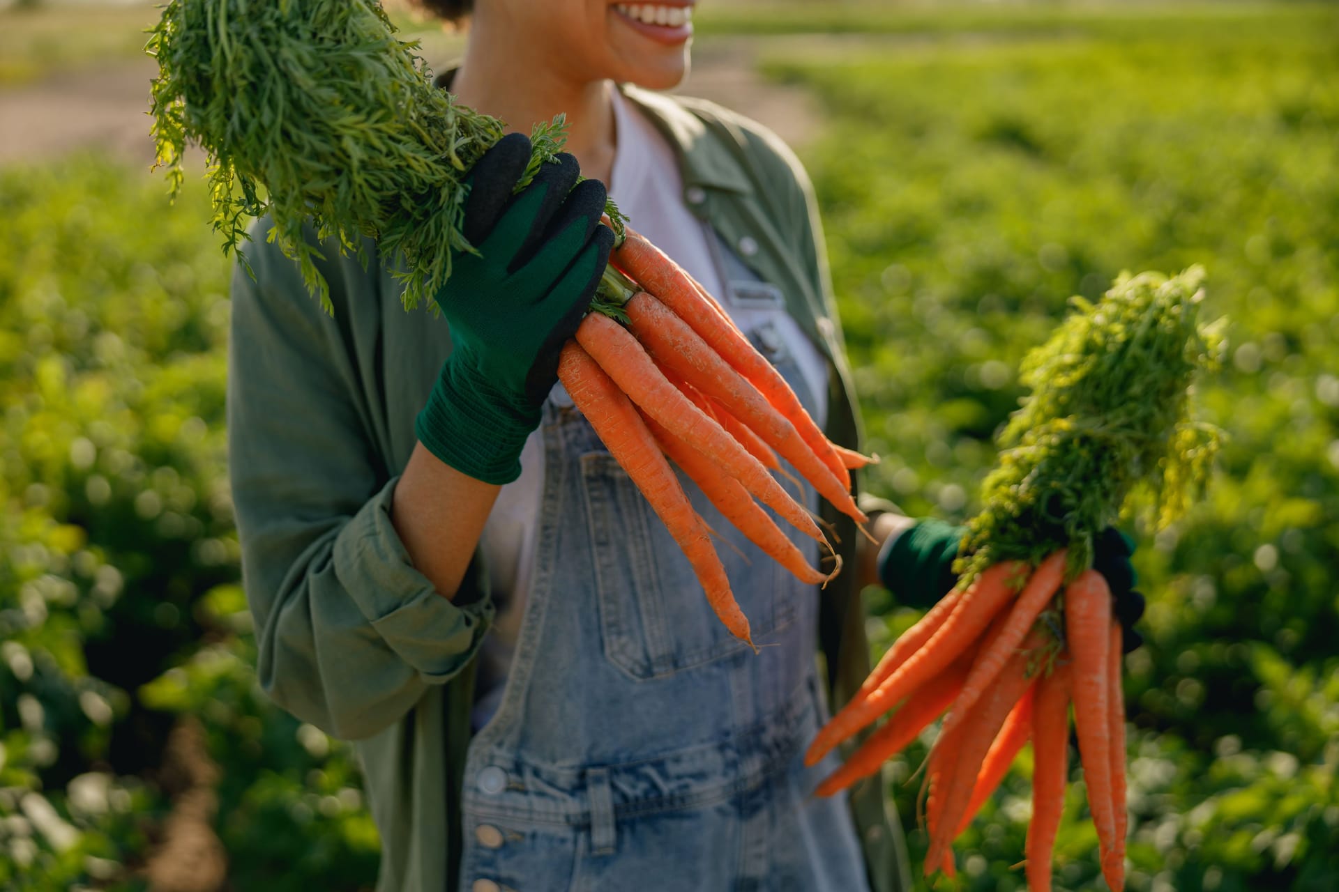 Close up of female farmer holding freshly picked carrots standing in field. Agro industry concept