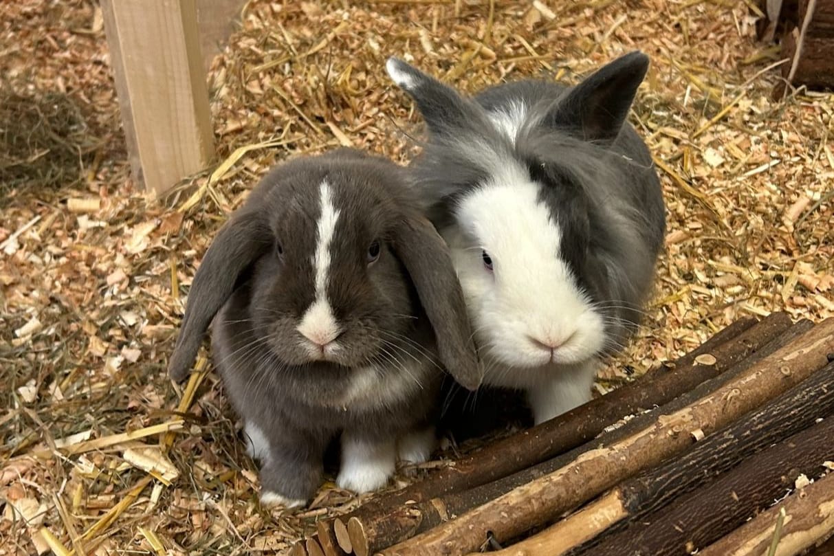 Beata und Rooney: Sie sind bereits das zweite Mal im Tierheim Salzgitter.