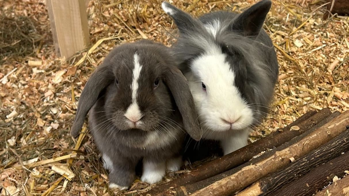Beata und Rooney: Sie sind bereits das zweite Mal im Tierheim Salzgitter. Beata und Rooney: Sie sind bereits das zweite Mal im Tierheim Salzgitter.
