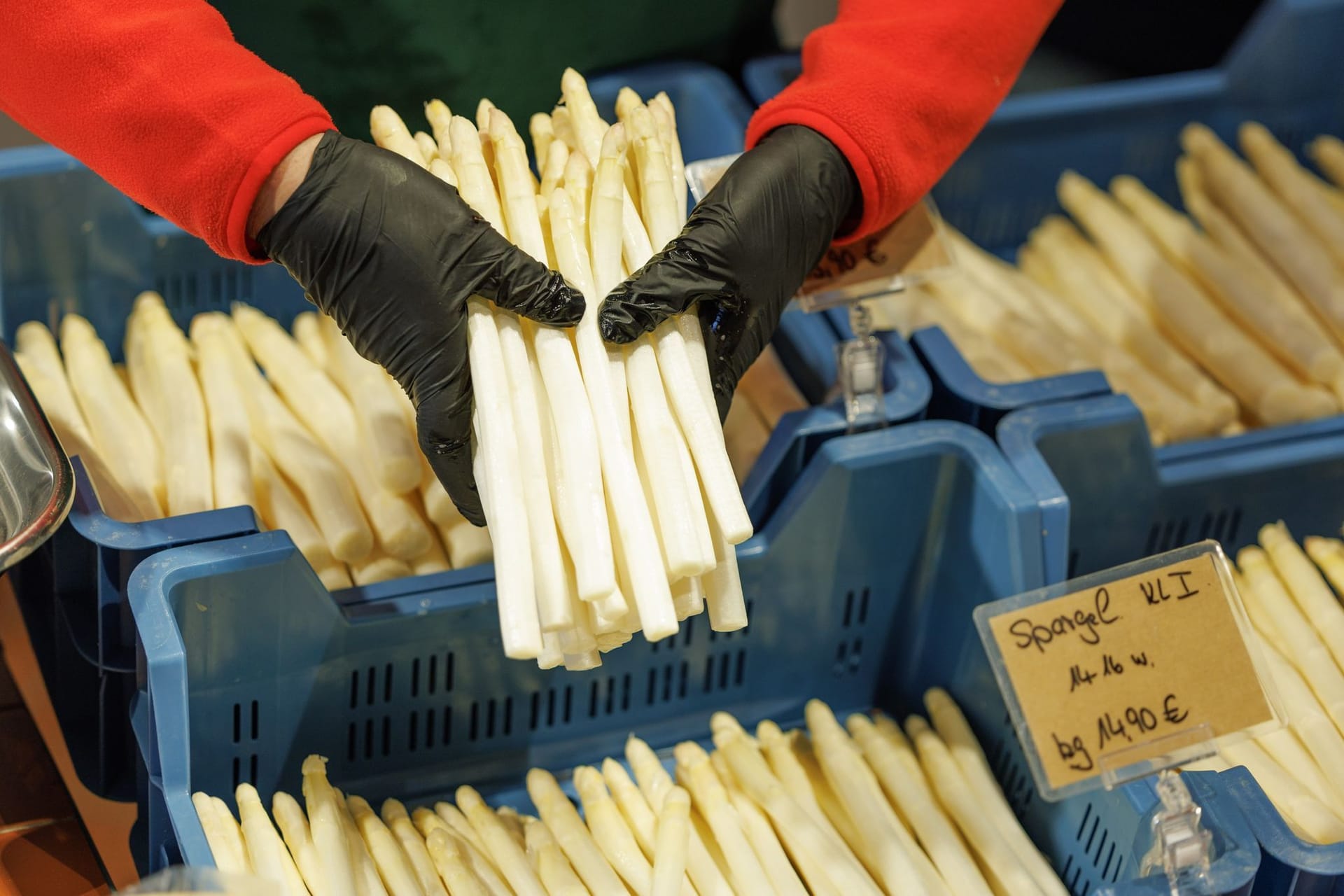 Frau hält Bund weißen Spargel in den Händen (Archivbild): Bislang lagen die Preise über dem Vorjahreswert.