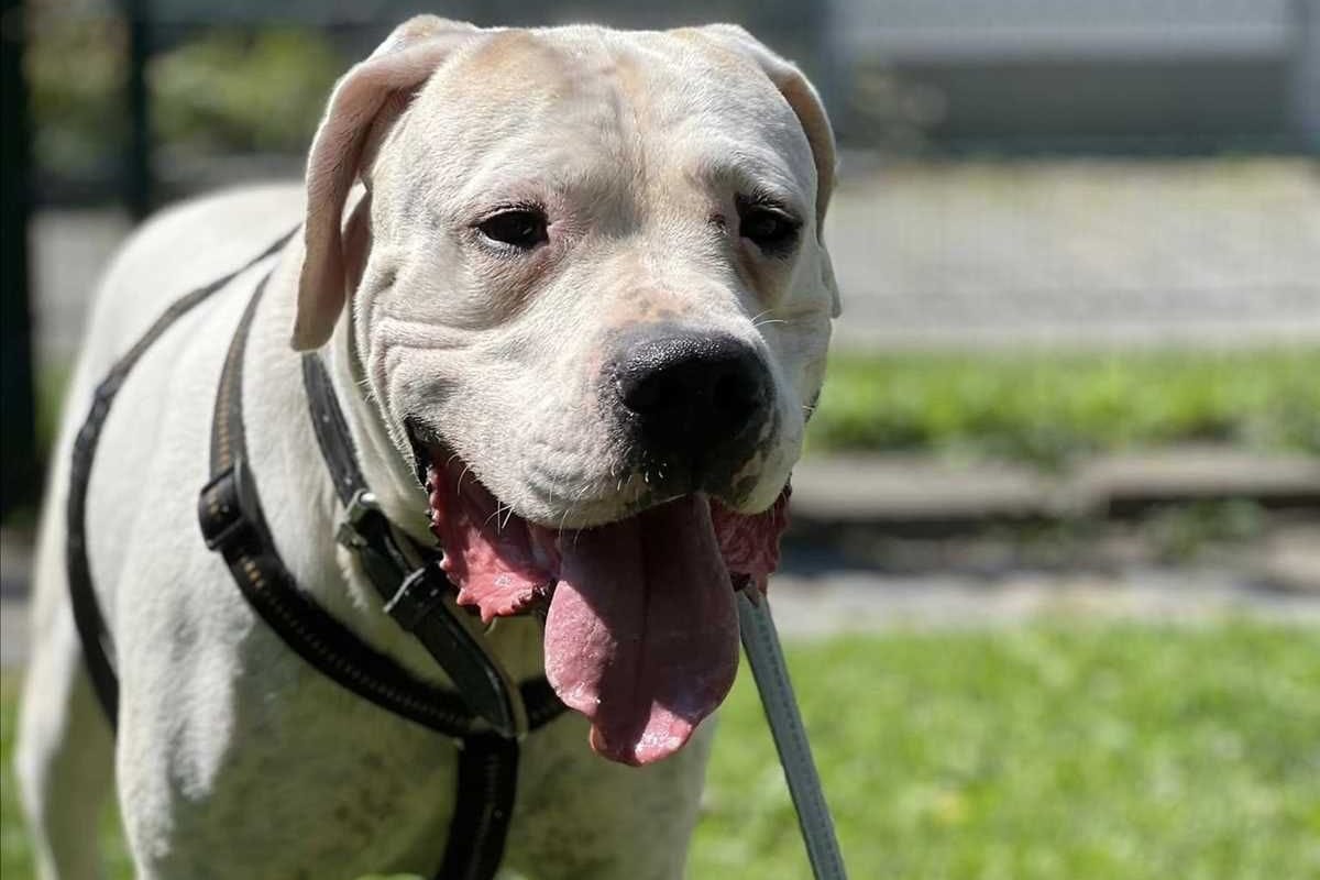 Der sechsjährige Dogo Argentino-Rüde ist schon seit über einem Jahr im Tierheim in München. Er ist ein Listenhund, darf aber trotzdem in Bayern gehalten werden.