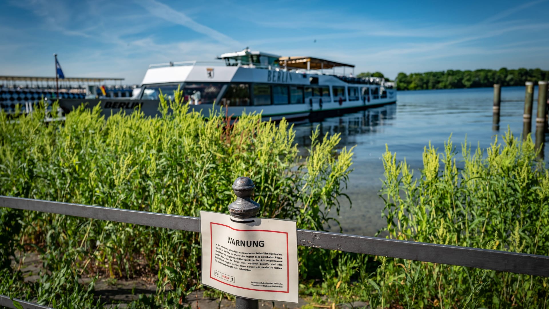 Der Tegeler See in Reinickendorf: Für Hunde besteht hier eine Gefahr durch Blaualgen. Der Tegeler See in Reinickendorf: Für Hunde besteht hier eine Gefahr durch Blaualgen.