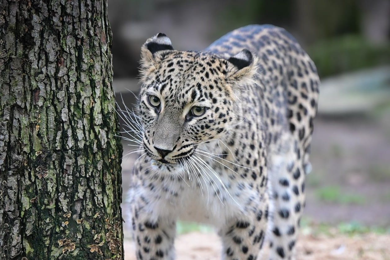 Leopardin Mitra: Das fünfjährige Tier soll im Kölner Zoo für Nachwuchs sorgen.