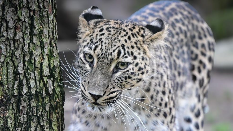 Leopardin Mitra: Das fünfjährige Tier soll im Kölner Zoo für Nachwuchs sorgen. Leopardin Mitra: Das fünfjährige Tier soll im Kölner Zoo für Nachwuchs sorgen.