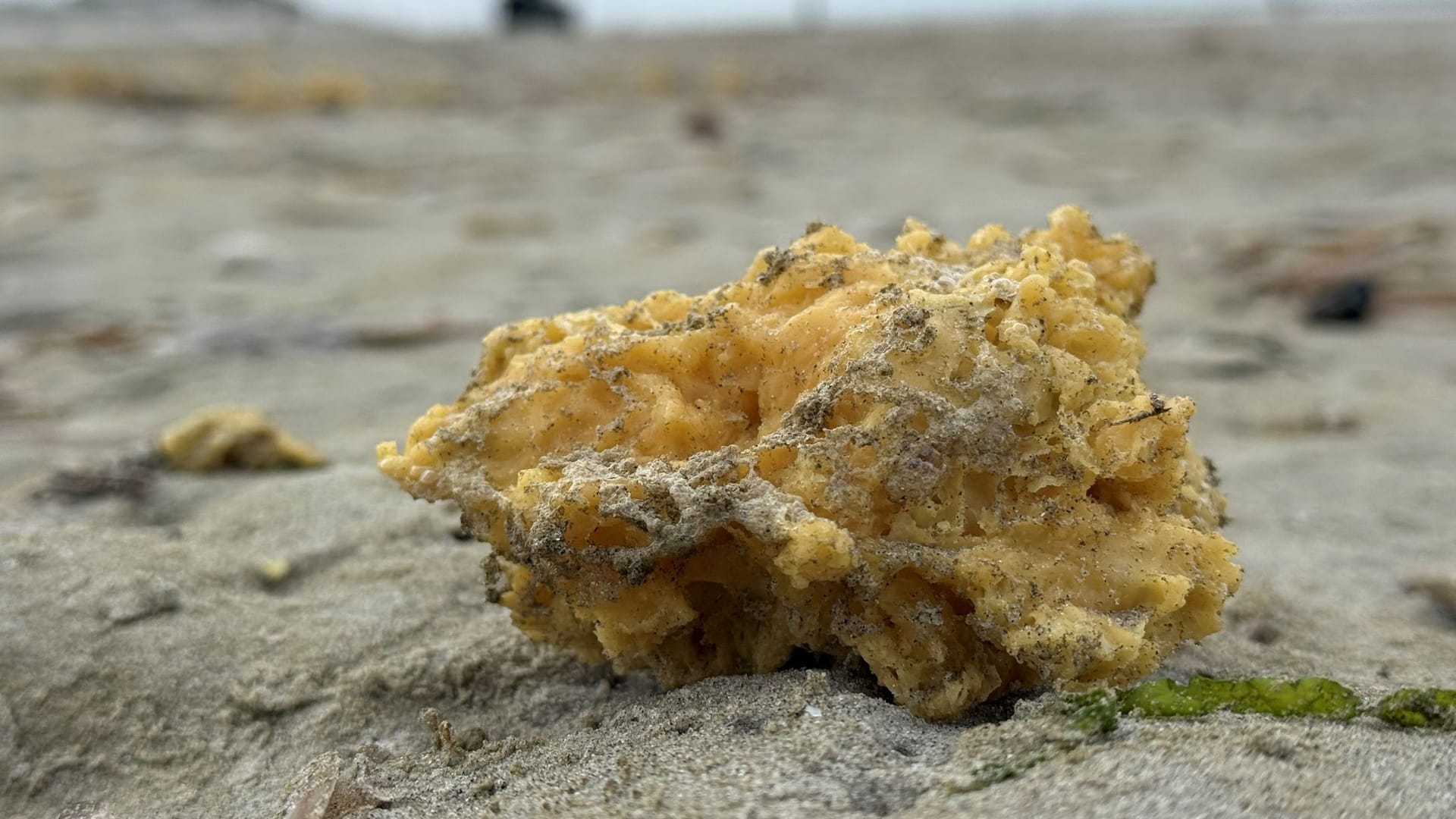 Ein Paraffinklumpen am Strand der Insel Norderney: An mehreren ostfriesischen Insel sind solche Klumpen angespült worden, vor allem auf Juist. Ein Paraffinklumpen am Strand der Insel Norderney: An mehreren ostfriesischen Insel sind solche Klumpen angespült worden, vor allem auf Juist.