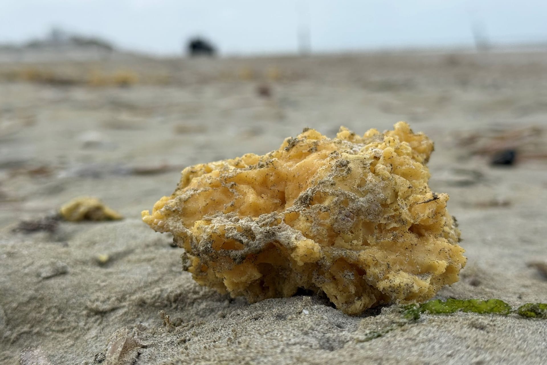 Ein Paraffinklumpen am Strand der Insel Norderney: An mehreren ostfriesischen Insel sind solche Klumpen angespült worden, vor allem auf Juist.