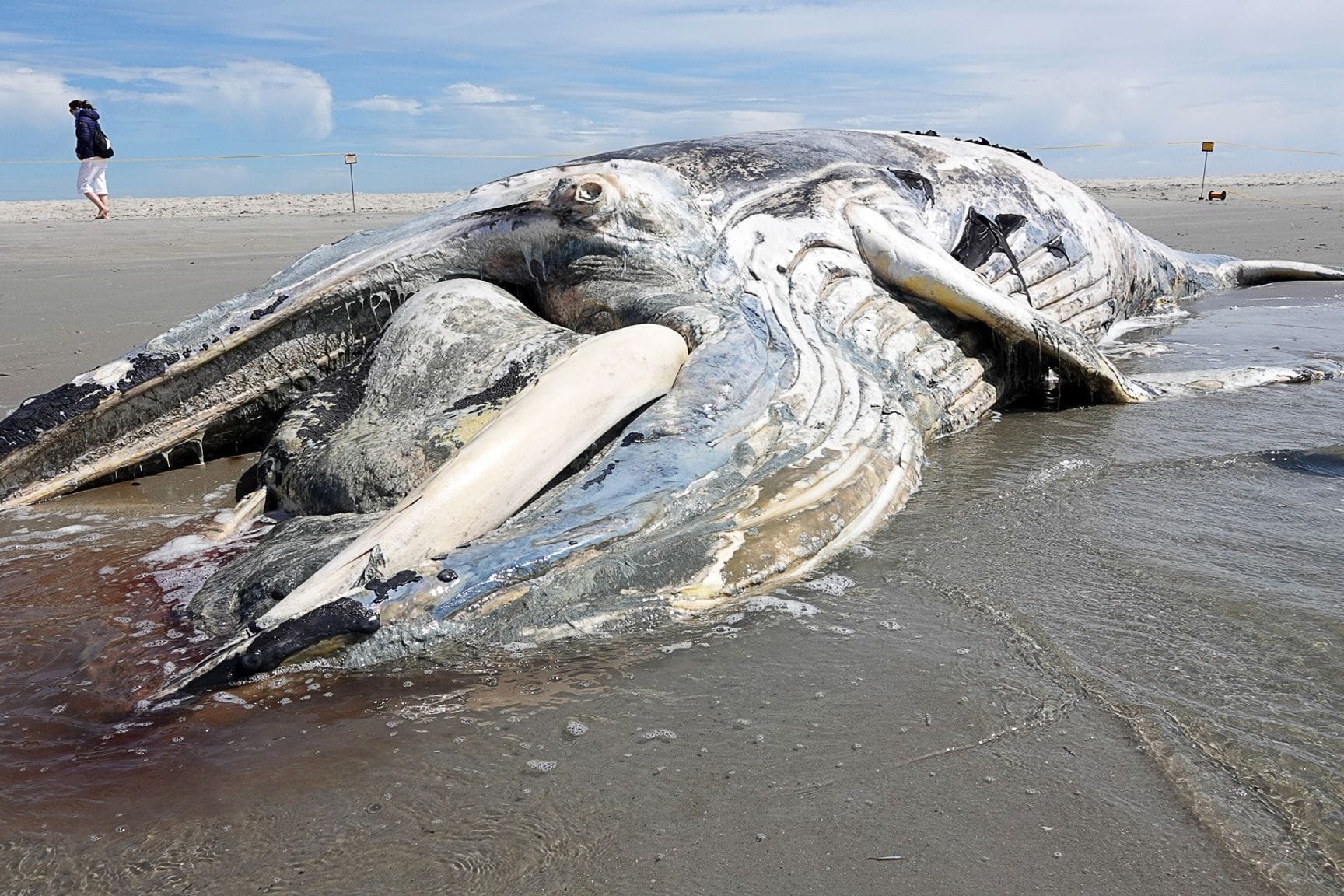 Ein verendeter Buckelwal liegt vor der Bergung am Strand von Sankt Peter-Ording. Ein verendeter Buckelwal liegt vor der Bergung am Strand von Sankt Peter-Ording.