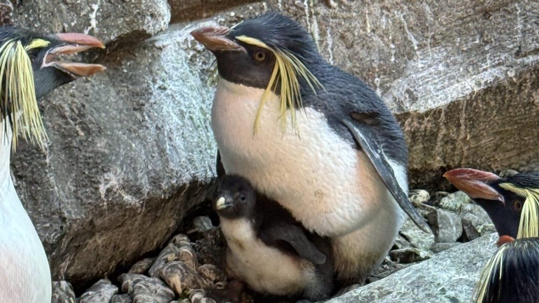 Felsenpinguin-Küken im Pinguin-Kiez des Zoo Berlin: Der Nachwuchs erblickte bereits am 30. April das Licht der Welt. Felsenpinguin-Küken im Pinguin-Kiez des Zoo Berlin: Der Nachwuchs erblickte bereits am 30. April das Licht der Welt.