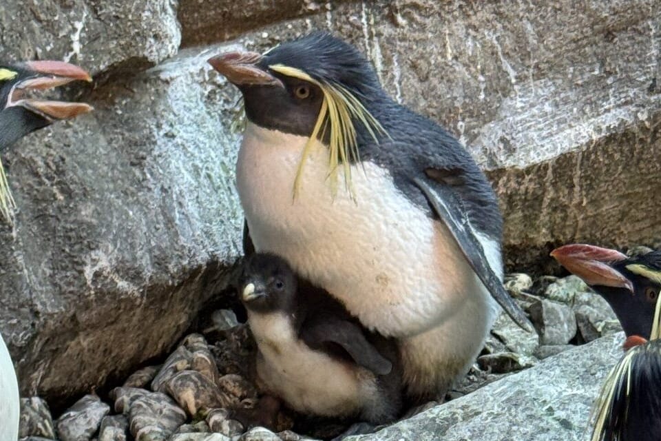 Felsenpinguin-Küken im Pinguin-Kiez des Zoo Berlin: Der Nachwuchs erblickte bereits am 30. April das Licht der Welt.