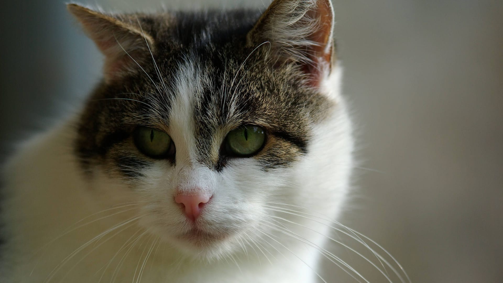 Katze (Symbolbild): 15 Jahre war Tyra im Tierheim zuhause.