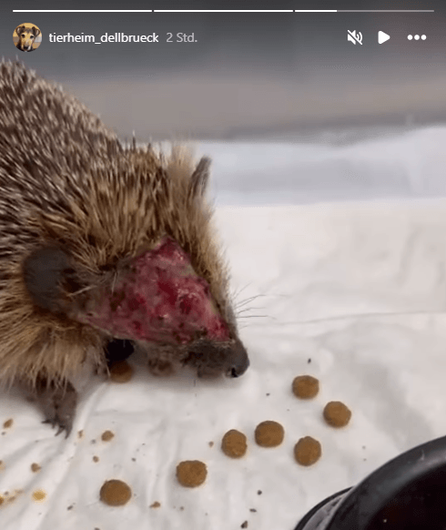 Der verletzte Igel: Derartige Vorfälle lassen sich vermeiden.