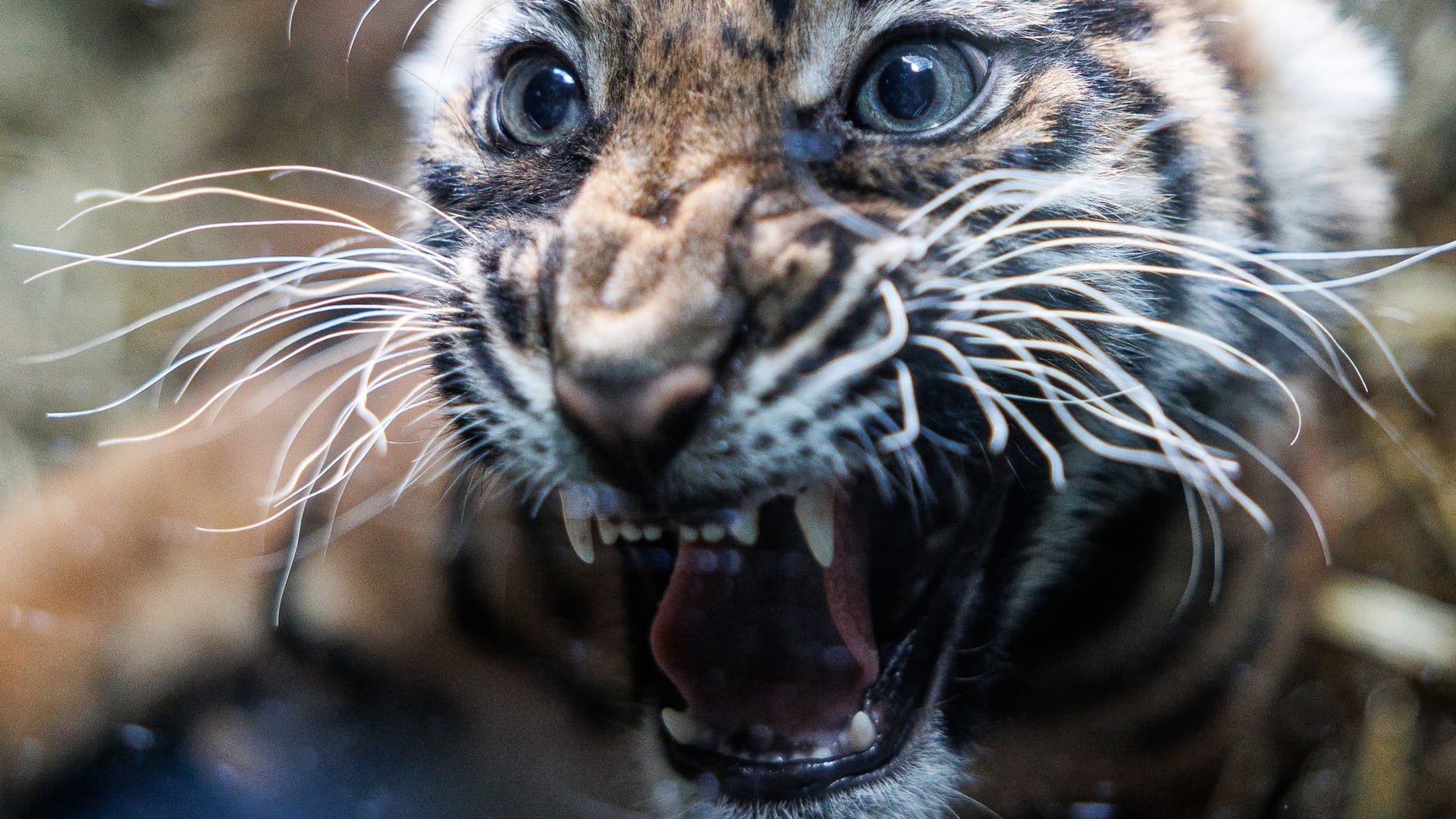Einer der zwei kleinen Sumatra-Tiger reagiert im Zoo Frankfurt, als er erstmals der Öffentlichkeit vorgestellt wird. Mutter Cinta hatte die beiden Sumatra-Tigerbabys Rasmi und Mandala bereits am 20. Februar 2025 zur Welt gebracht.