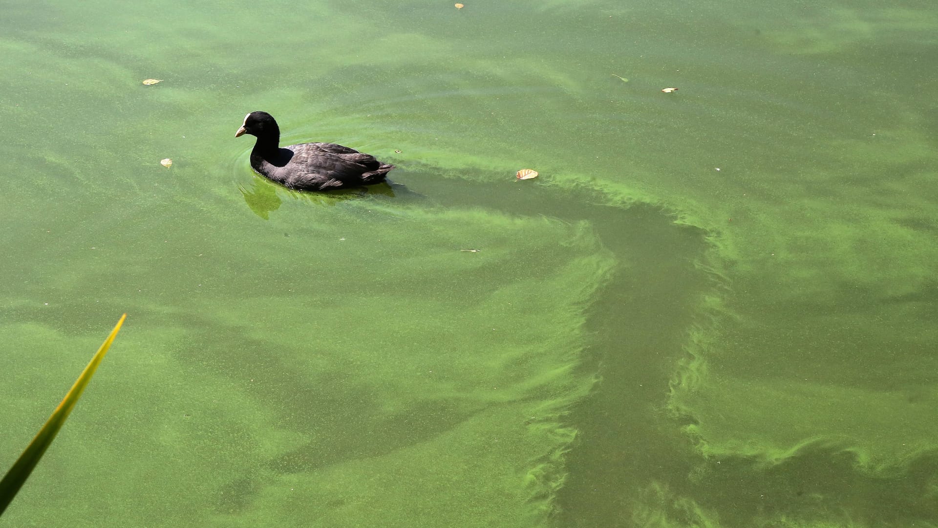 Blässhuhn auf einem von Blaualgen befallenen Reiher (Symbolfoto): In Hamburg sind zwei Seen gesperrt worden. Blässhuhn auf einem von Blaualgen befallenen Reiher (Symbolfoto): In Hamburg sind zwei Seen gesperrt worden.