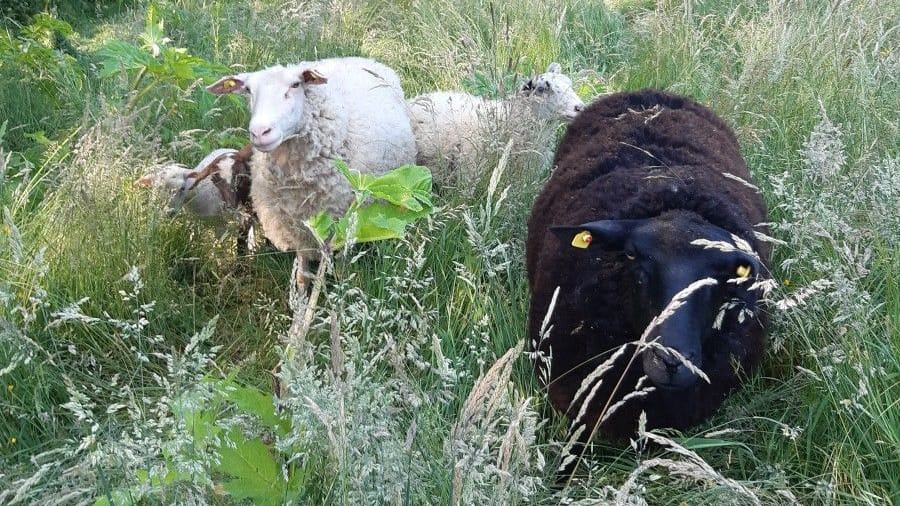 Schafe im Einsatz gegen Bärenklau: "Grün und Gruga" setzt die tierischen Helfer aktuell ein.