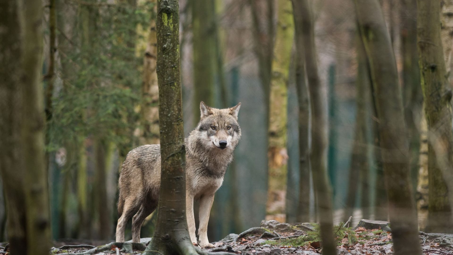 Wolf Wolf