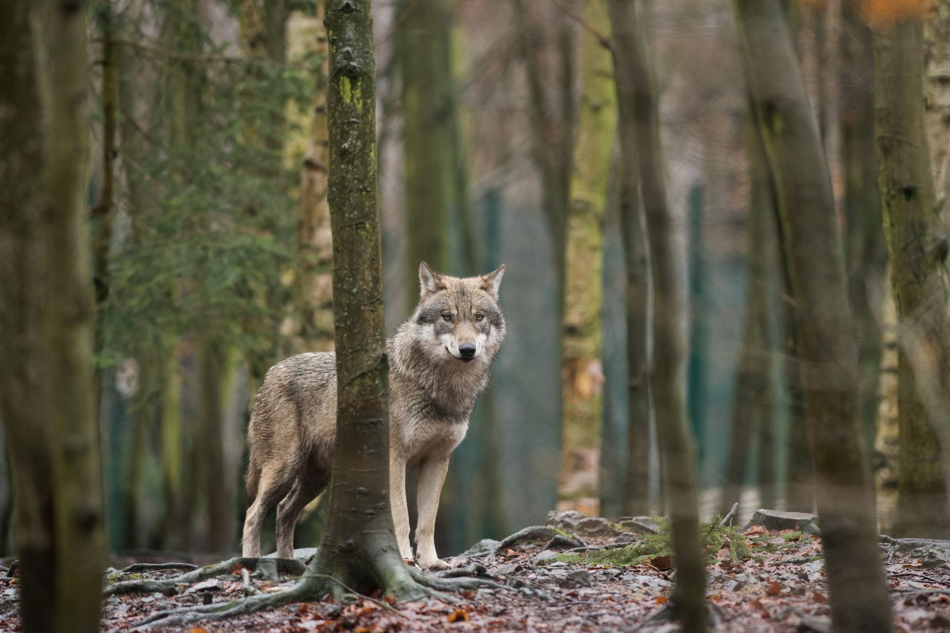 Wolf Wolf