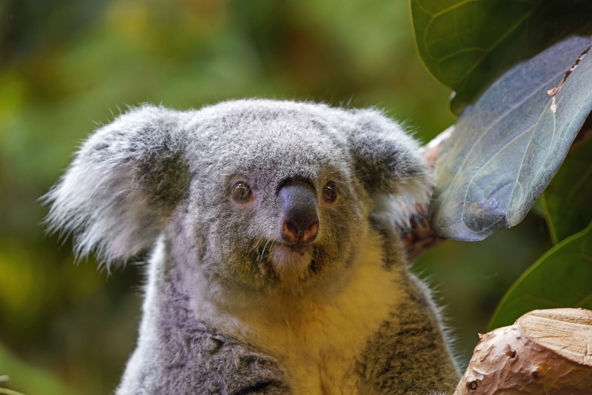 Koala-Weibchen Eerin im Dresdner Zoo (Archivbild): Koala-Nachzuchten gelten in Zoos als selten.