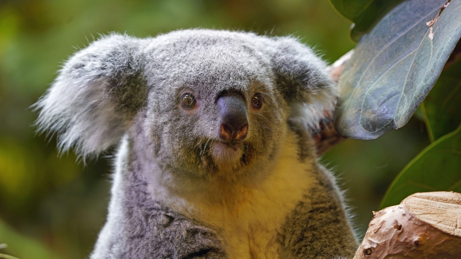 Koala-Weibchen Eerin im Dresdner Zoo (Archivbild): Koala-Nachzuchten gelten in Zoos als selten. Koala-Weibchen Eerin im Dresdner Zoo (Archivbild): Koala-Nachzuchten gelten in Zoos als selten.