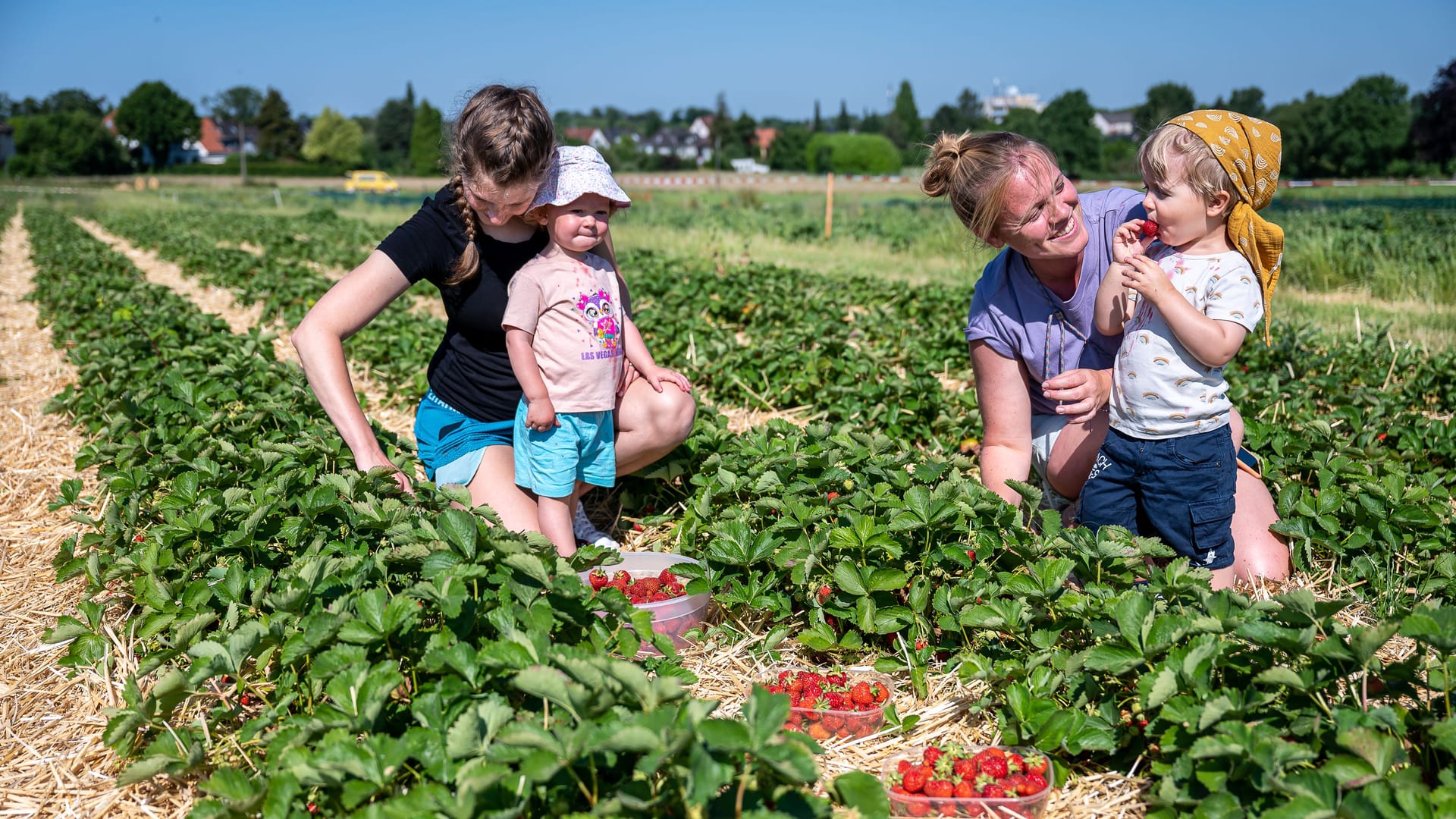 Zwei Frauen und zwei Kinder sind fleißig am Pflücken (Symbolbild): Dass die ein oder andere Erdbeere nicht im Körbchen, sondern im Mund landet, ist natürlich völlig klar. Naschen gehört beim Selbstpflücken dazu – auch auf den Höfen bei Hamburg. Zwei Frauen und zwei Kinder sind fleißig am Pflücken (Symbolbild): Dass die ein oder andere Erdbeere nicht im Körbchen, sondern im Mund landet, ist natürlich völlig klar. Naschen gehört beim Selbstpflücken dazu – auch auf den Höfen bei Hamburg.